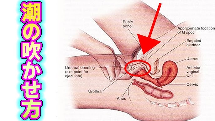 女の潮ふきを大解剖！仕組み・成分から吹かせるテクまで完全解説
