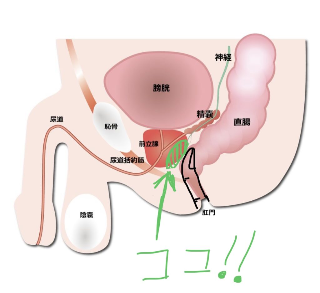 短期間でメスイキするための9つのコツ | アネドラ