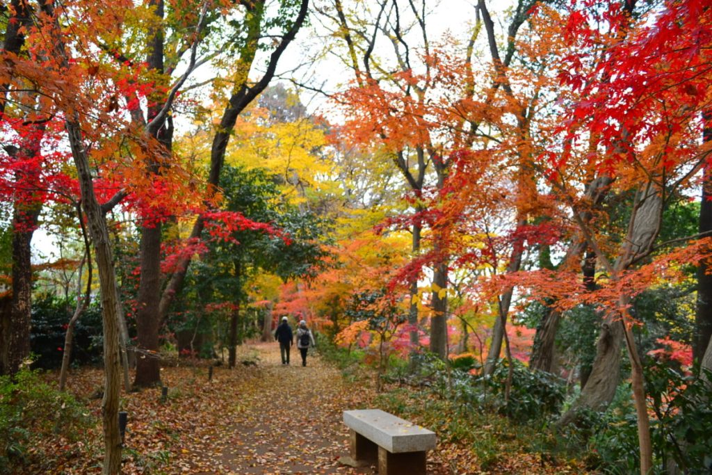 植木の街・川口市安行でもみじ狩り「小林もみじ園」と「興禅院」＠川口戸塚安行 | リビング埼玉Web