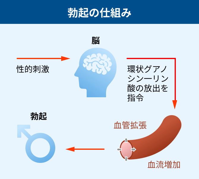 シアリスの正しい服用方法と処方【浜松町第一クリニック】