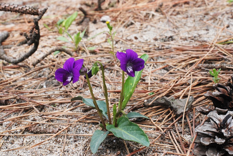 山野草・野生のスミレに花が咲きました 猫と園芸