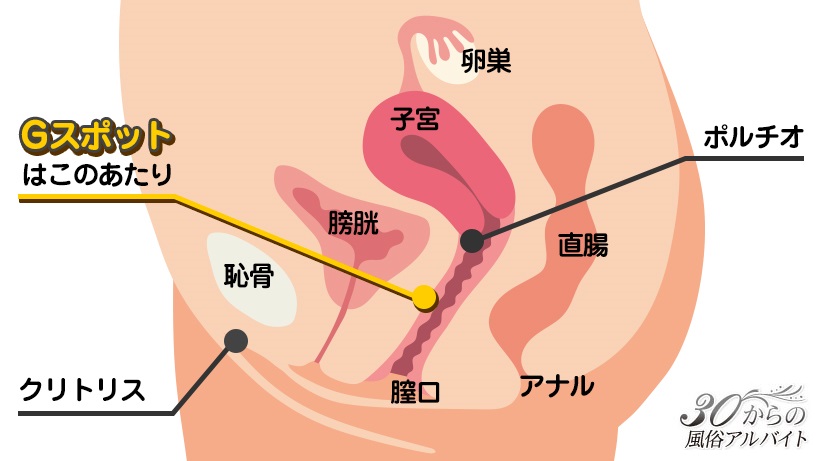 Gスポット開発とは？場所と位置の見つけ方 - 夜の保健室