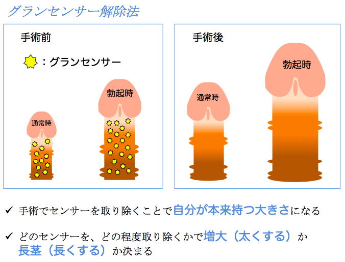 ペニスを大きくする理論的な「チントレ」方法【図解・動画】 | セクテクサイト