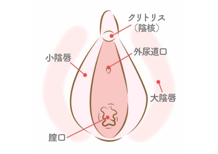 クリトリスってどこ？仕組みや気持ちいいと感じる刺激方法を徹底解説 | ファッションメディア