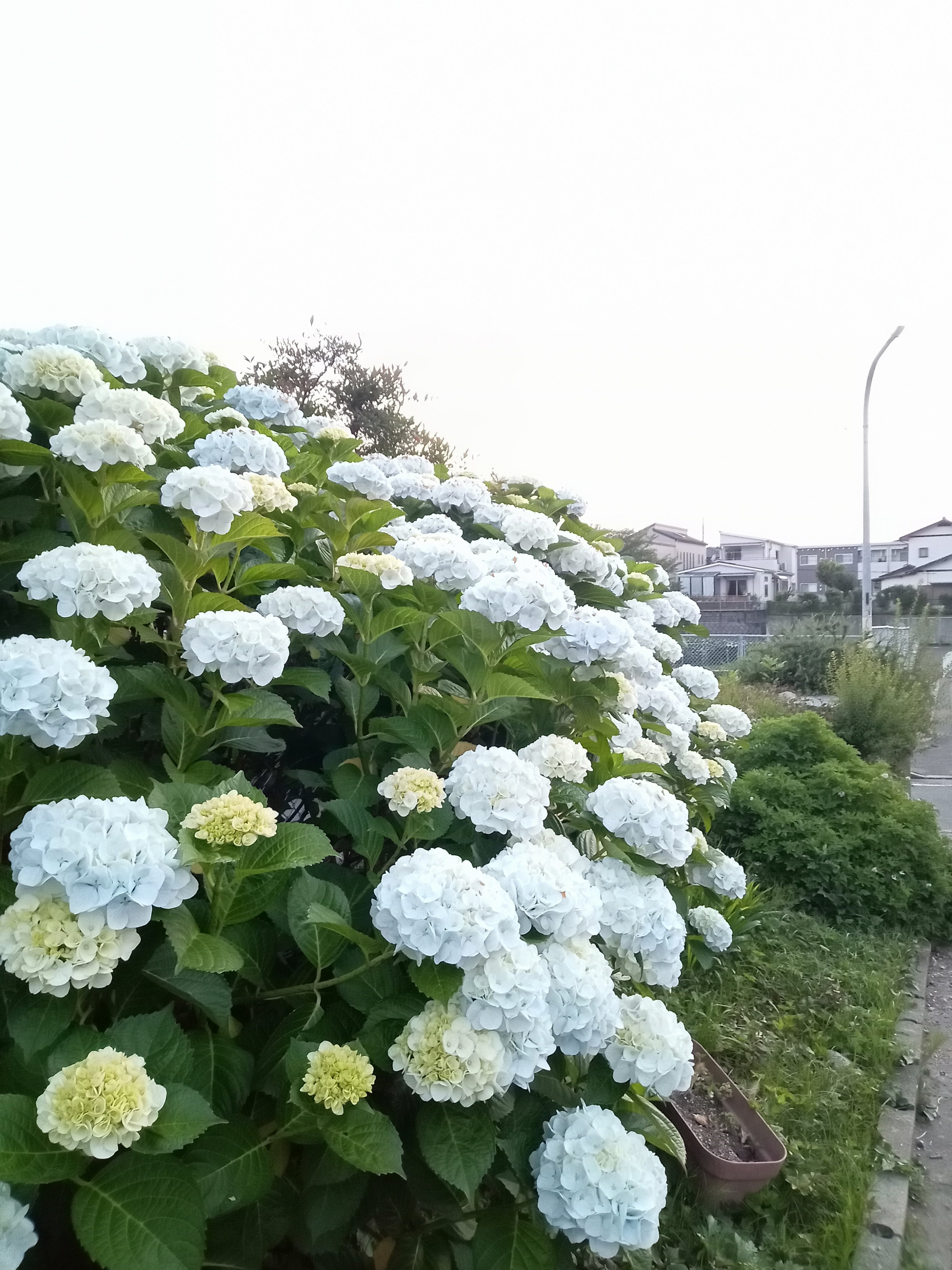 L'UNIQUE ひよ子＆Frau Atsuko Kayashina】福岡空港新店舗オープン！ （2019年8月7日〜）