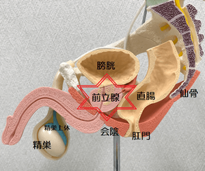 男性生殖器の構造