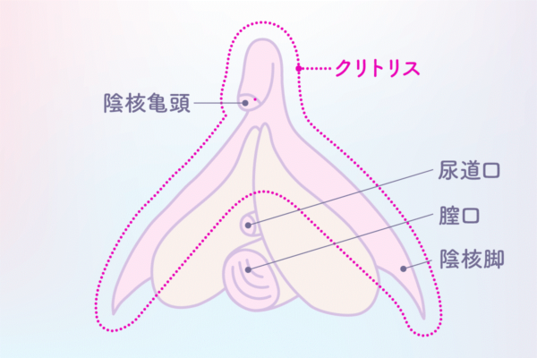 【完全版】女性が最も感じやすい性感帯の刺激方法３選