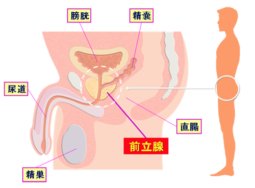 ブログ | 男性の生殖器について |