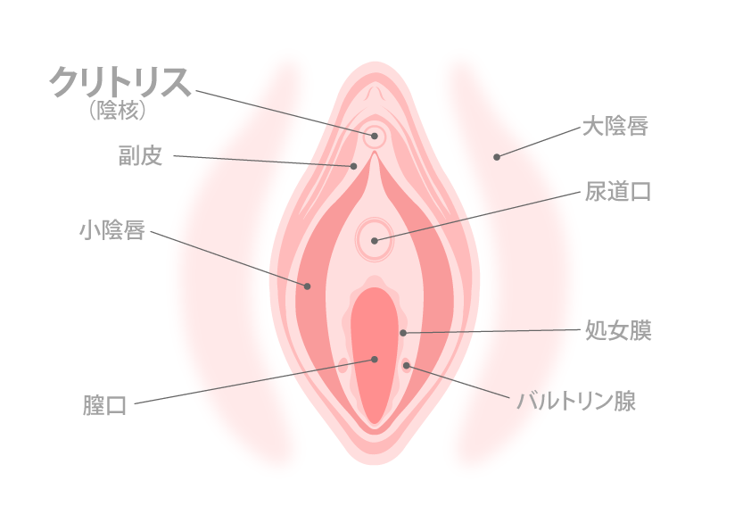 女性のあそこの形、ビラビラ大きさの違い？【医師監修】 - 夜の保健室