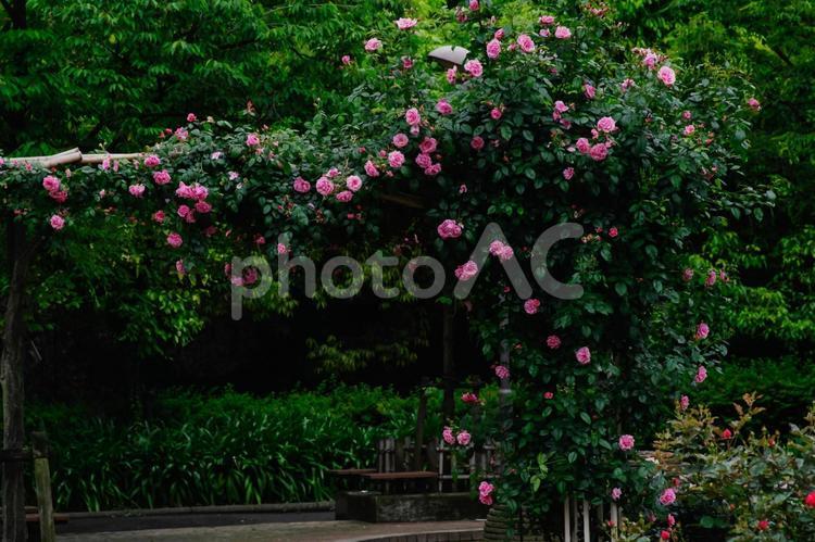 東京赤坂氷川公園の薔薇たち - No: