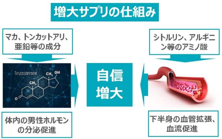 症例10 58歳男性 ペニス上反り形成術・屈曲ペニス修正術・包茎手術傷痕修正 |