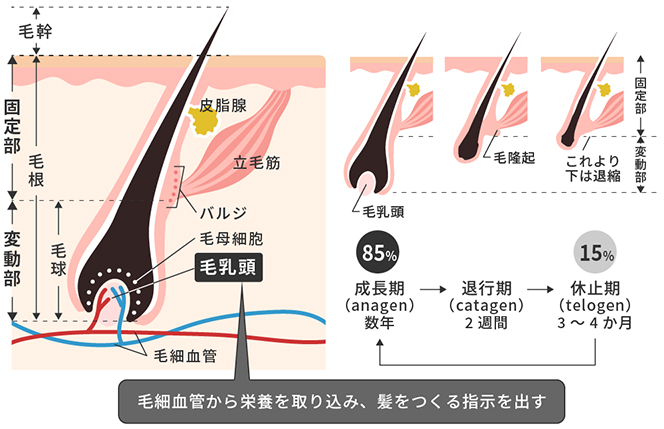 ムダ毛を抜き続けていたら生えてこなくなる…なんてことはない！