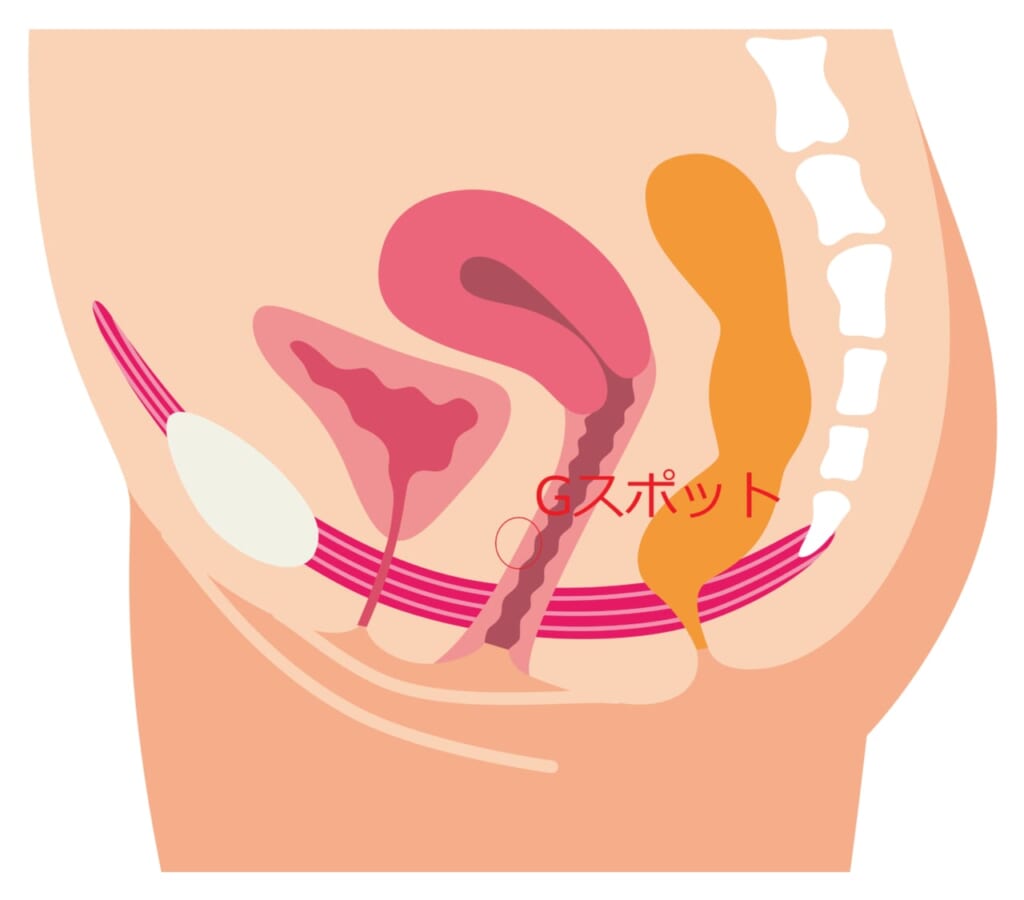 Gスポット開発とは？場所と位置の見つけ方 - 夜の保健室