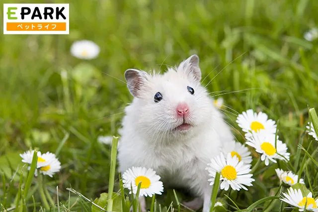 アニボック北海道 - 🌸きらり動物病院様(余市町）に置かせて頂いております募金箱から¥3330頂戴いたしました！ |