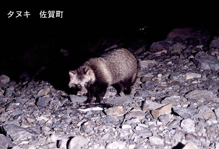 ホンドタヌキってどんな生き物？ | いぬい