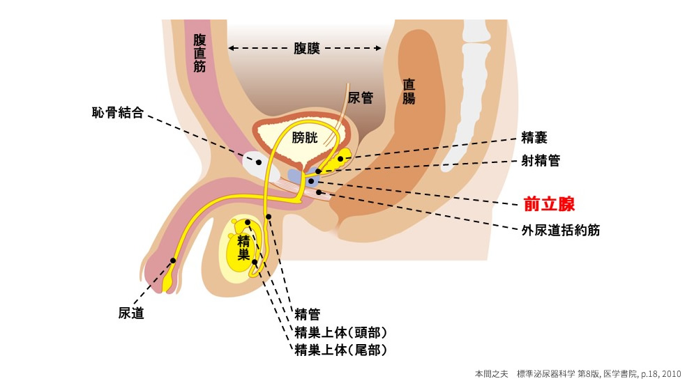 前立腺がんの病態、検査 | いまもと泌尿器科クリニック