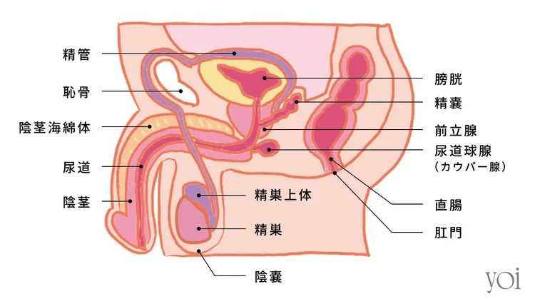 ペニスの大きさ平均は13cm！女性の理想サイズはさらにデカい！？｜薬の通販オンライン