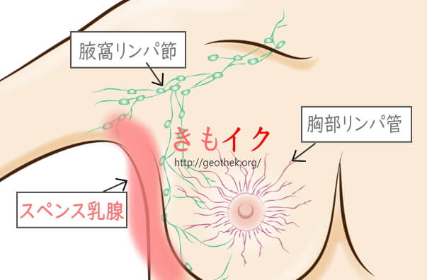 男の性感帯は18か所！愛撫のコツを部位別に教えます【風俗嬢必見】 | シンデレラグループ公式サイト