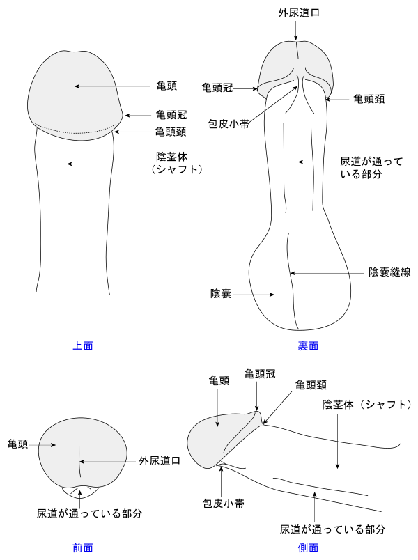 ペニス上反り形成術｜屈曲ペニス・湾曲ペニスの治療、手術は銀座みゆき通り美容外科