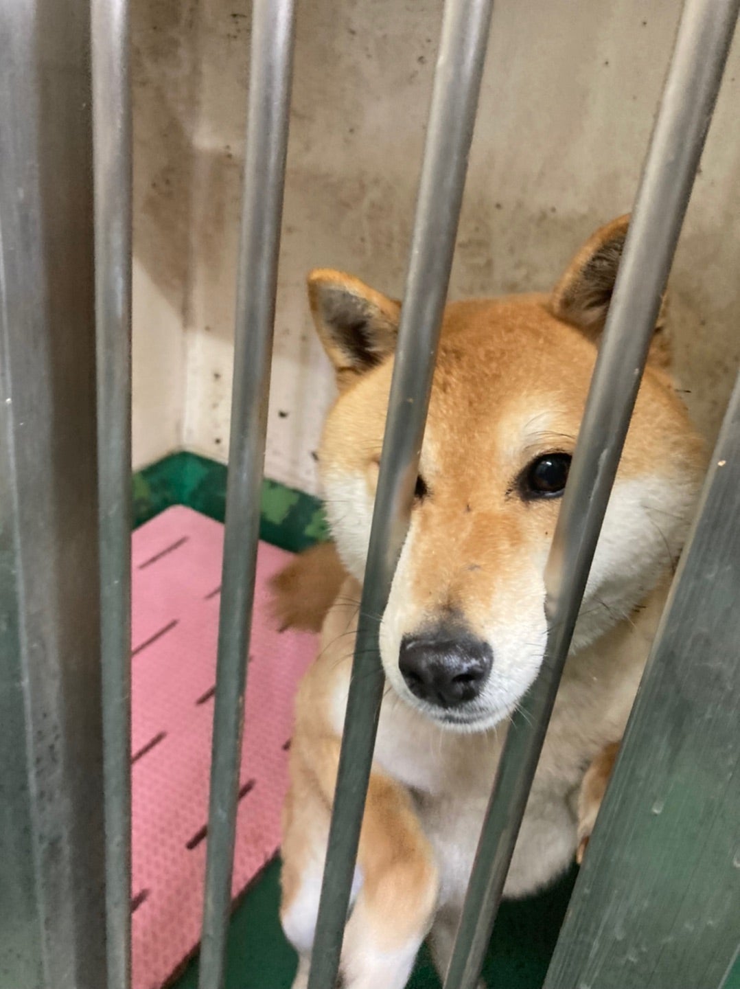 里親募集（犬） - ＣＡＰＩＮ 動物愛護を考える茨城県民ネットワーク