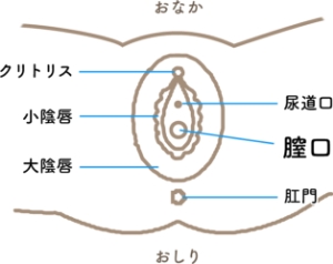 性交渉中に会陰部が切れるのはなぜ？予防法と治療法を女医が丁寧に解説！ – 