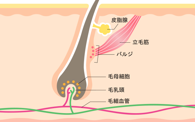 毛を抜く」自己処理はNG！脱毛中にムダ毛をなくす正しい処理方法 | メンズ脱毛百科事典 リンクスペディア