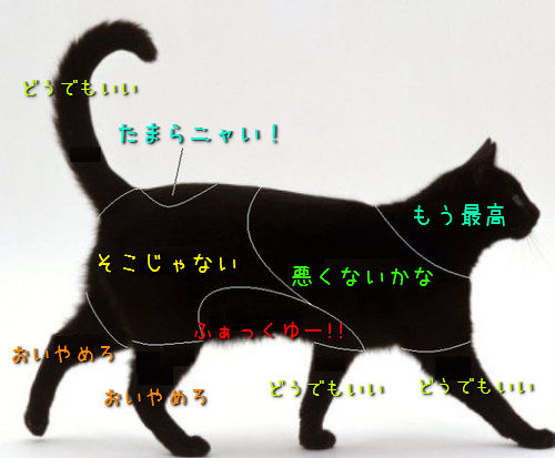 ダレトクなのか】お猫様には色んなツボがある。｜ぽぽねこの読みもの – ぽぽねこ公式オンラインショップ