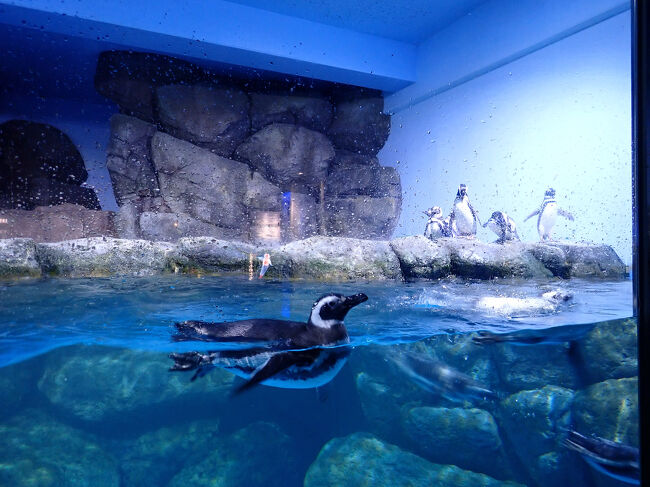 長崎ペンギン水族館【公式】