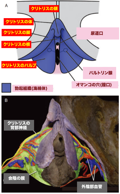 気持ちいい・・思わず感じてしまうクリトリスの場所や位置は？【図解でみせる】｜素肌性感