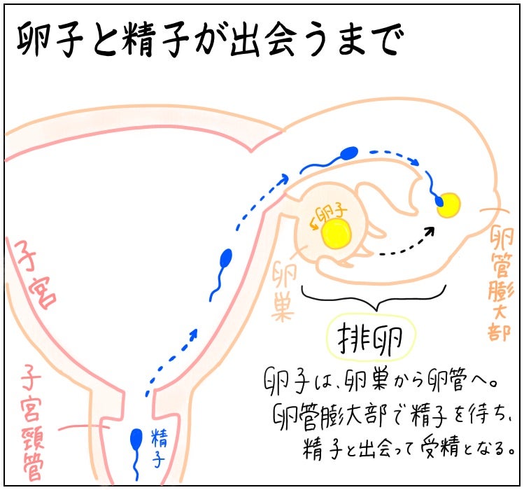 妊活にお風呂はプラス効果？正しい入浴法と注意点を解説 - お風呂メディア