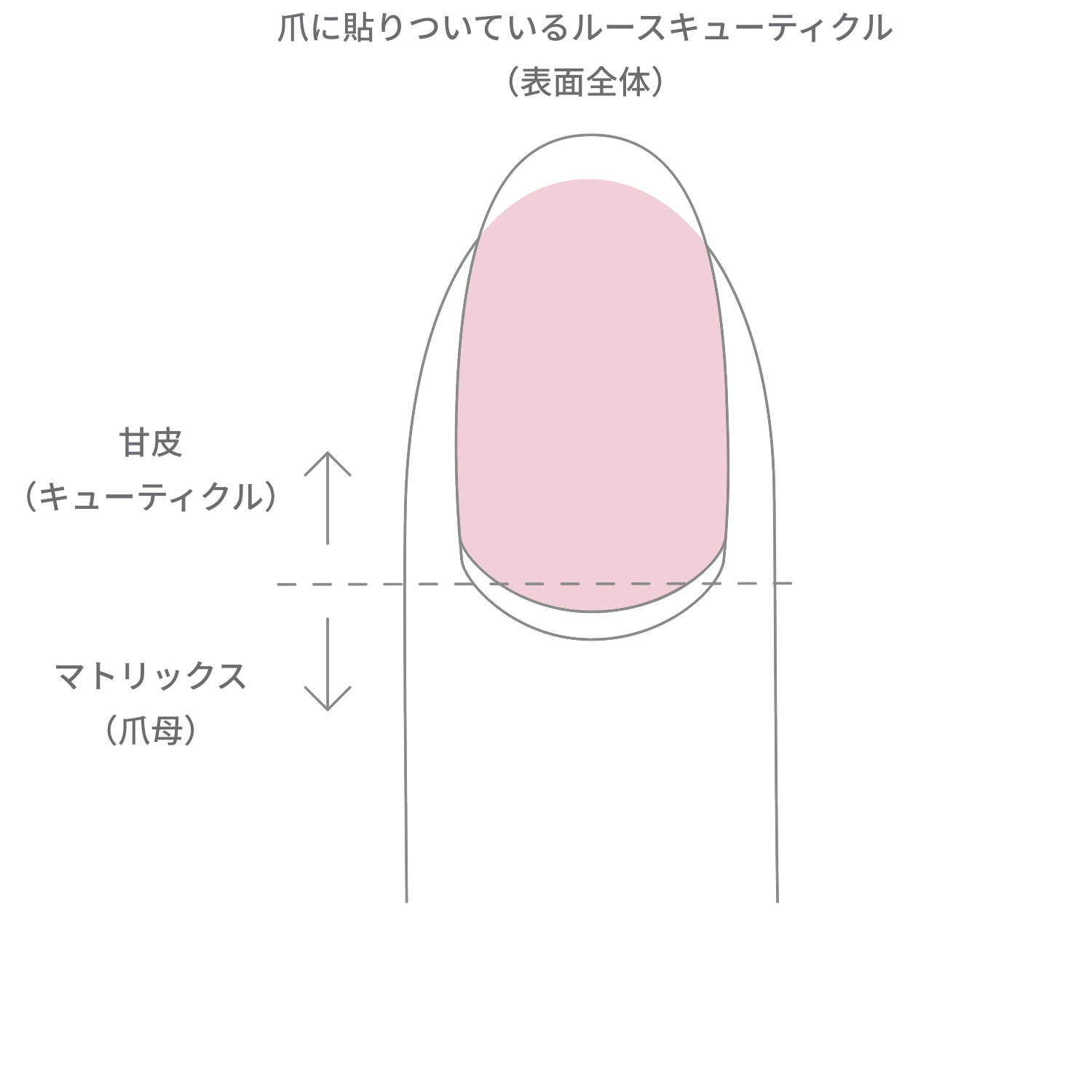 甘皮ケアのポイント！美しい指先を手に入れる方法｜香川県丸亀市 サロン・ド・『ウイッシュ』ネイルサロン『ヴィヴァン』オフィシャルブログ