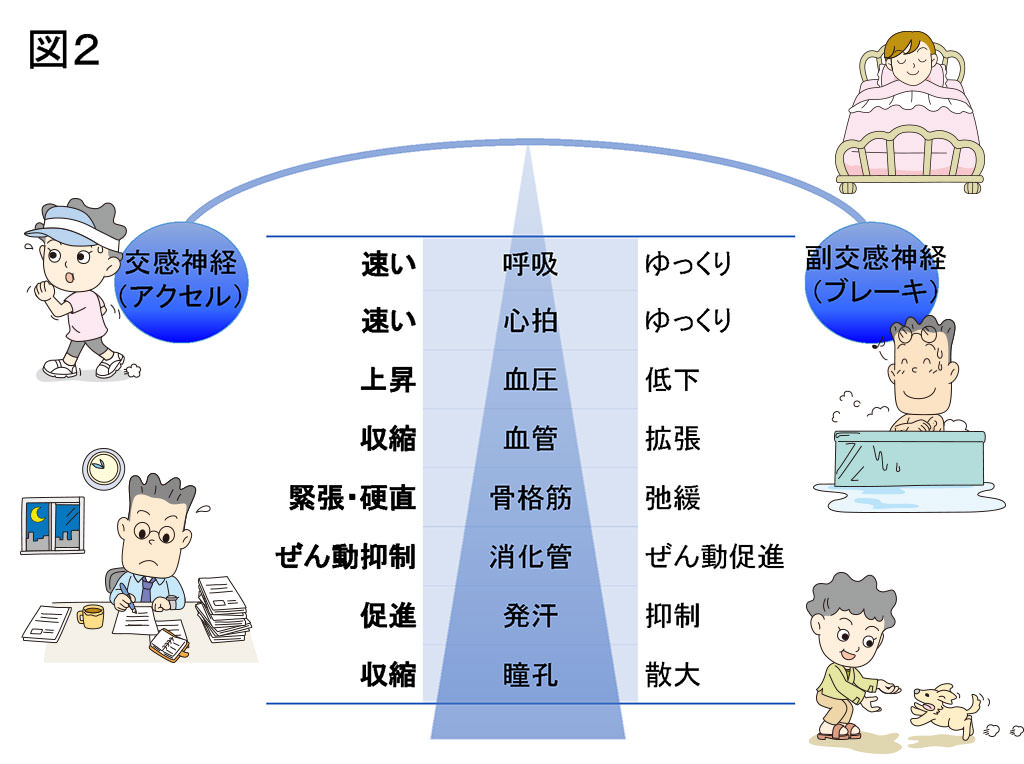 自律神経失調から起こるめまい、動悸、不眠、過呼吸の治し方。鍼灸ではどう治す？！脈診しながら体の内部から改善します！