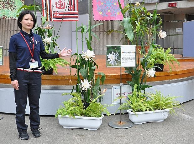 鶴見駅東口メンズエステ＆アカスリ月下美人の求人情報 | 川崎・鶴見のメンズエステ