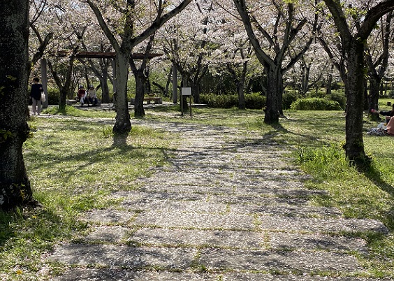 桜吹雪の平和公園（名古屋市千種区）＆大須でランチ｜リコさんちのキルト