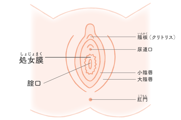 初体験は何を準備する？ セックスのやり方・楽しみ方も解説│医師監修 ｜ iro iro