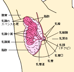 男には18個の性感帯があるって知ってた？【性感帯マップ付き】｜BLニュース ちるちる