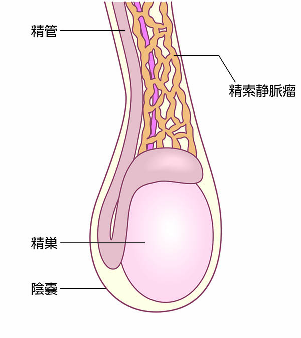 生殖器系│からだのしくみを調べる - 医療総合QLife