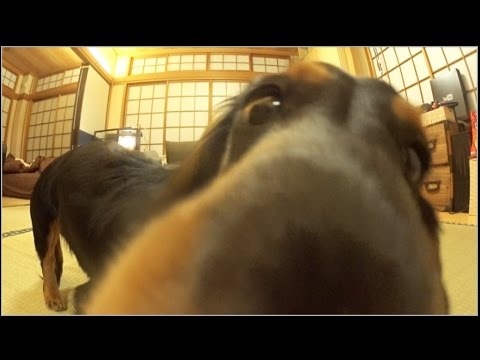 子犬たちが初めて鏡を見たときのリアクション動画にキュン死 / 威嚇したりペロペロしたり…みんな可愛すぎるんですけど！ |