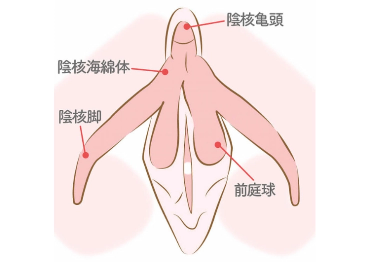 隠れ性感帯【裏Gスポット】の 探し方や開発方法をわかりやすく解説 | シンデレラグループ公式サイト