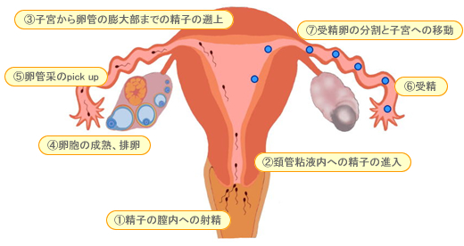 早漏症がよくわかる疾患ガイドページ｜薬の通販オンライン