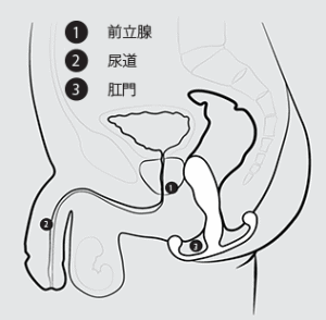スタッフブログ：前立腺のメスイキを簡単に！ | アネロスジャパン | ANEROS