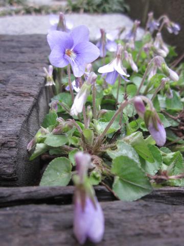 ヘイリンジスミレ （スミレ科） : 私の植物観察日記