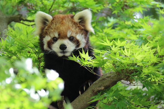 市川市動植物園にレッサーパンダがお嫁入り－旭山動物園（北海道）から | みんなで船橋を盛り上げる船橋情報サイト「MyFunaねっと」