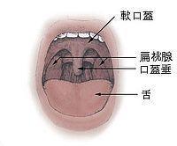 加齢で衰える「のみ込む力」、守るカギは「のどちんこ」に 働きもののカラダの仕組み 北村昌陽