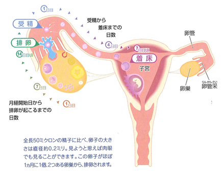 妊活中にお風呂入る際の注意点とは？ポイントを押さえて妊娠力アップ - teniteo［テニテオ］