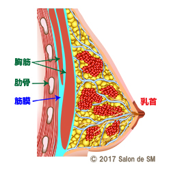 スペンス乳腺尾部という胸の外側寄りの下側が触ると強烈な快楽と安心感がある.. | らい公