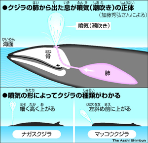 初めてのクリピンポイントバイブ】過去一の快感でオホ声連発、潮吹き!気持ちよすぎて喋れないっ [かえでの木] | DLsite