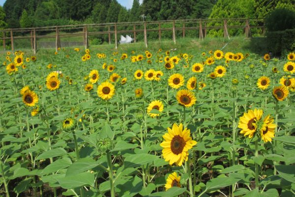 ニューハーフ芸人の楽しさを満喫しよう！