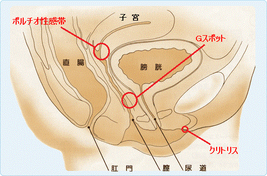 TaRiss's ギョク アナルビーズ