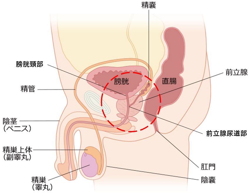 女性の潮吹きのやり方！コツと練習方法 - 夜の保健室